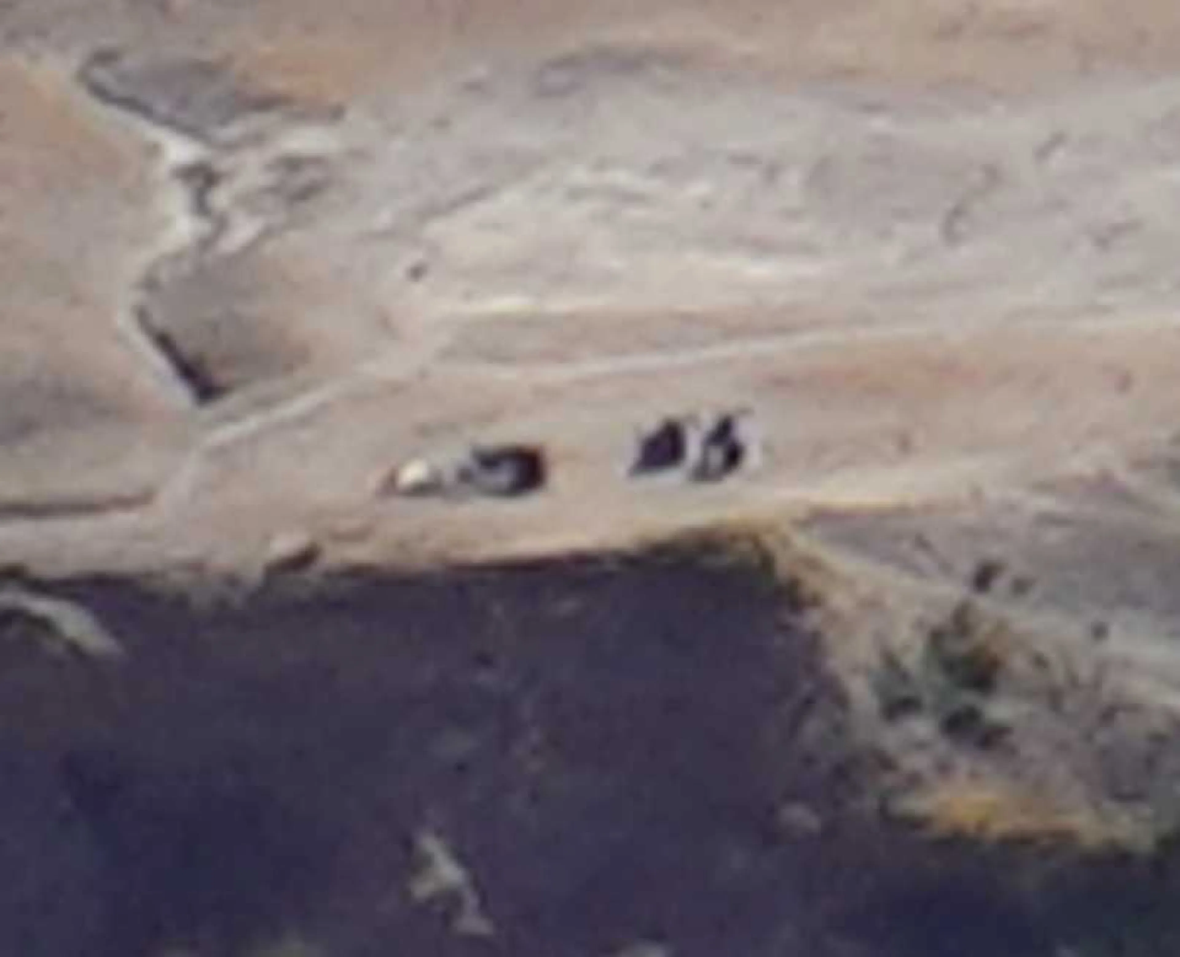 体育座りしているようにも見えるし、マット広げて寝ているようにも見える。ともあれ、ミラーレスカメラはすごいね
