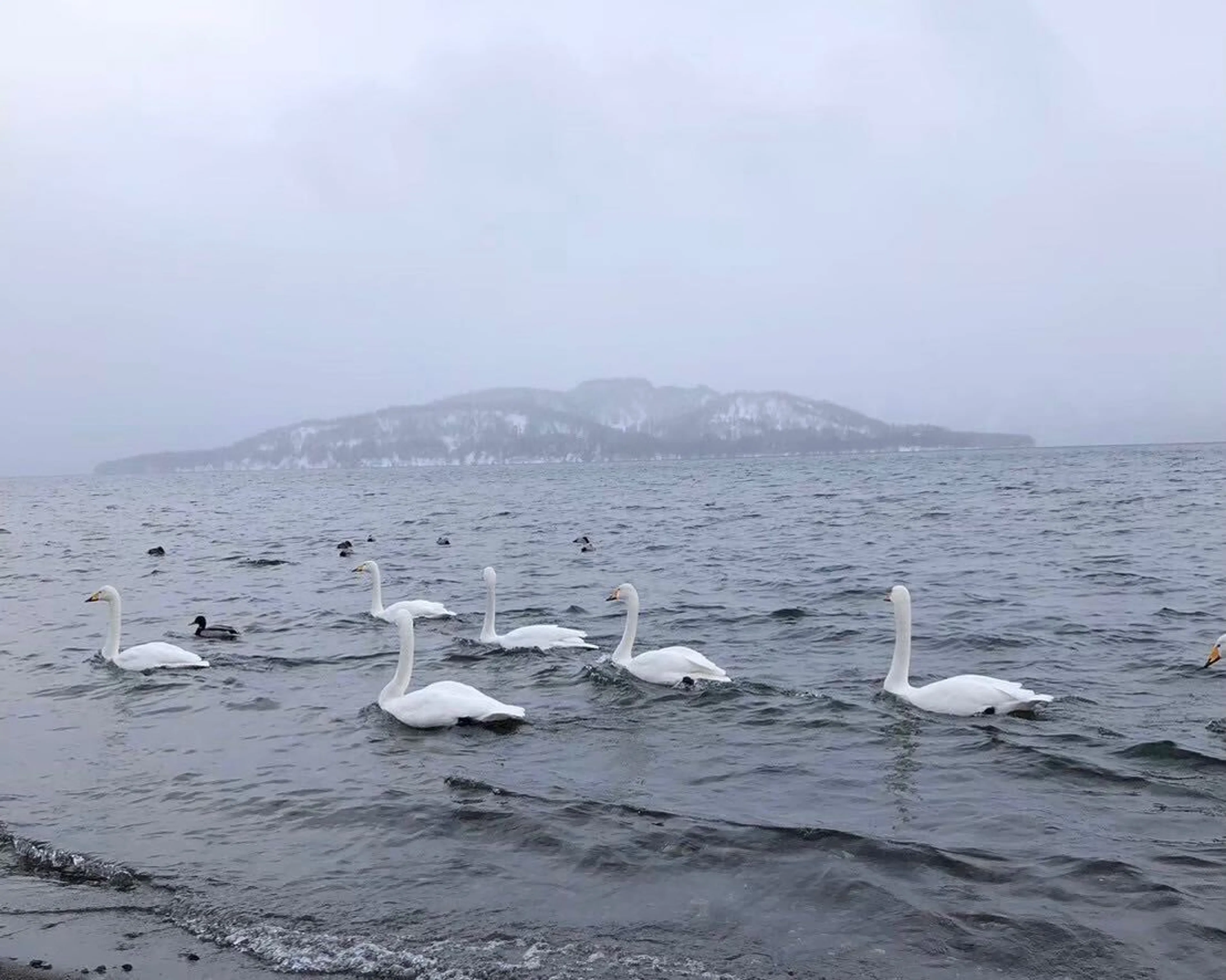 屈斜路湖の白鳥さん