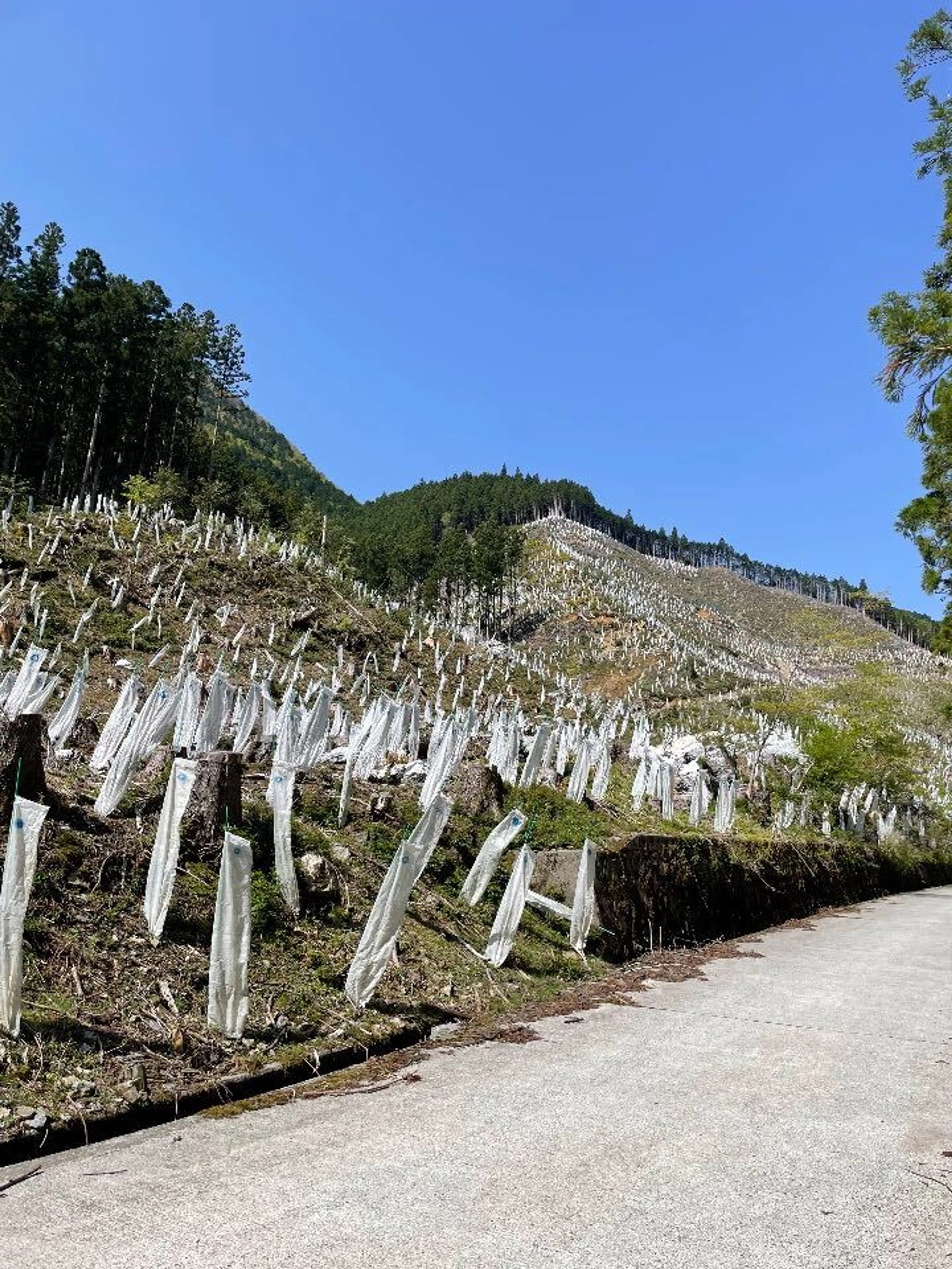 日本の林業万歳