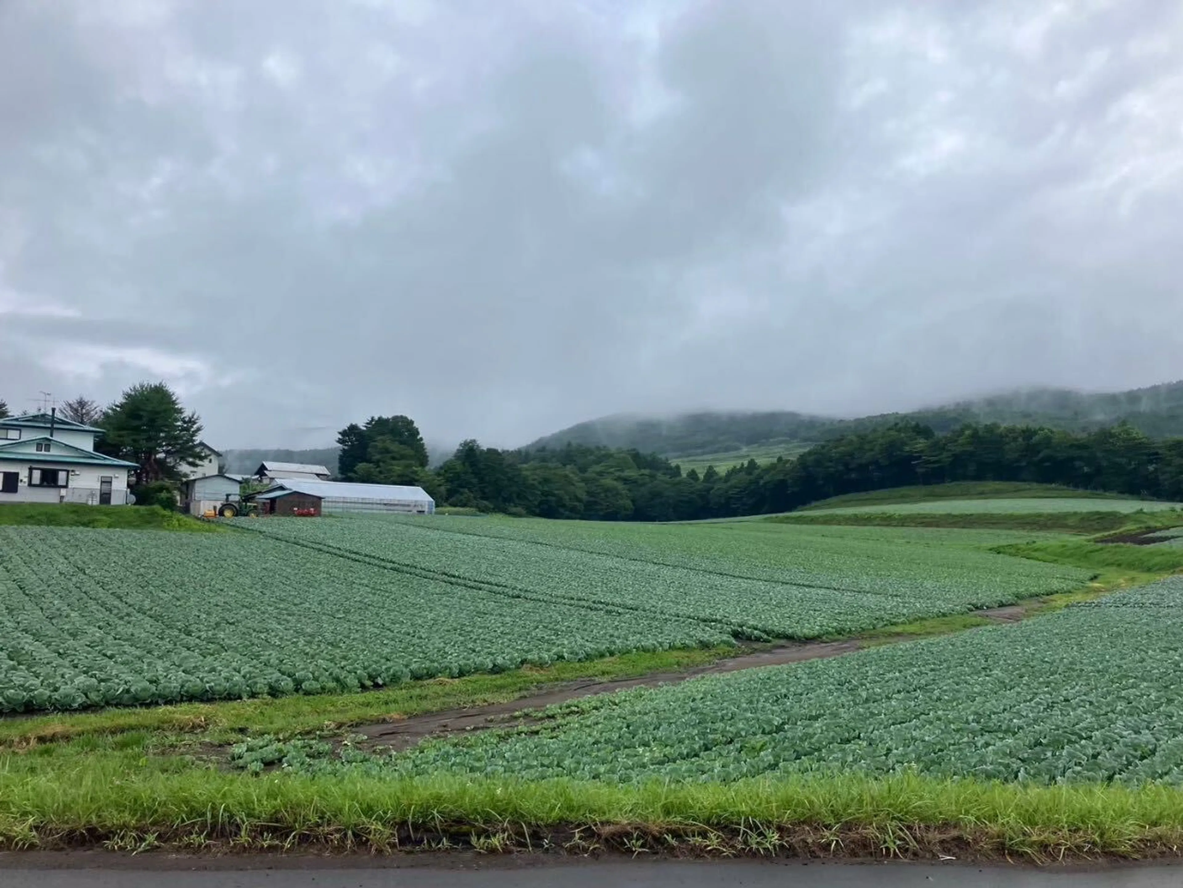 嬬恋村はキャベツの産地　