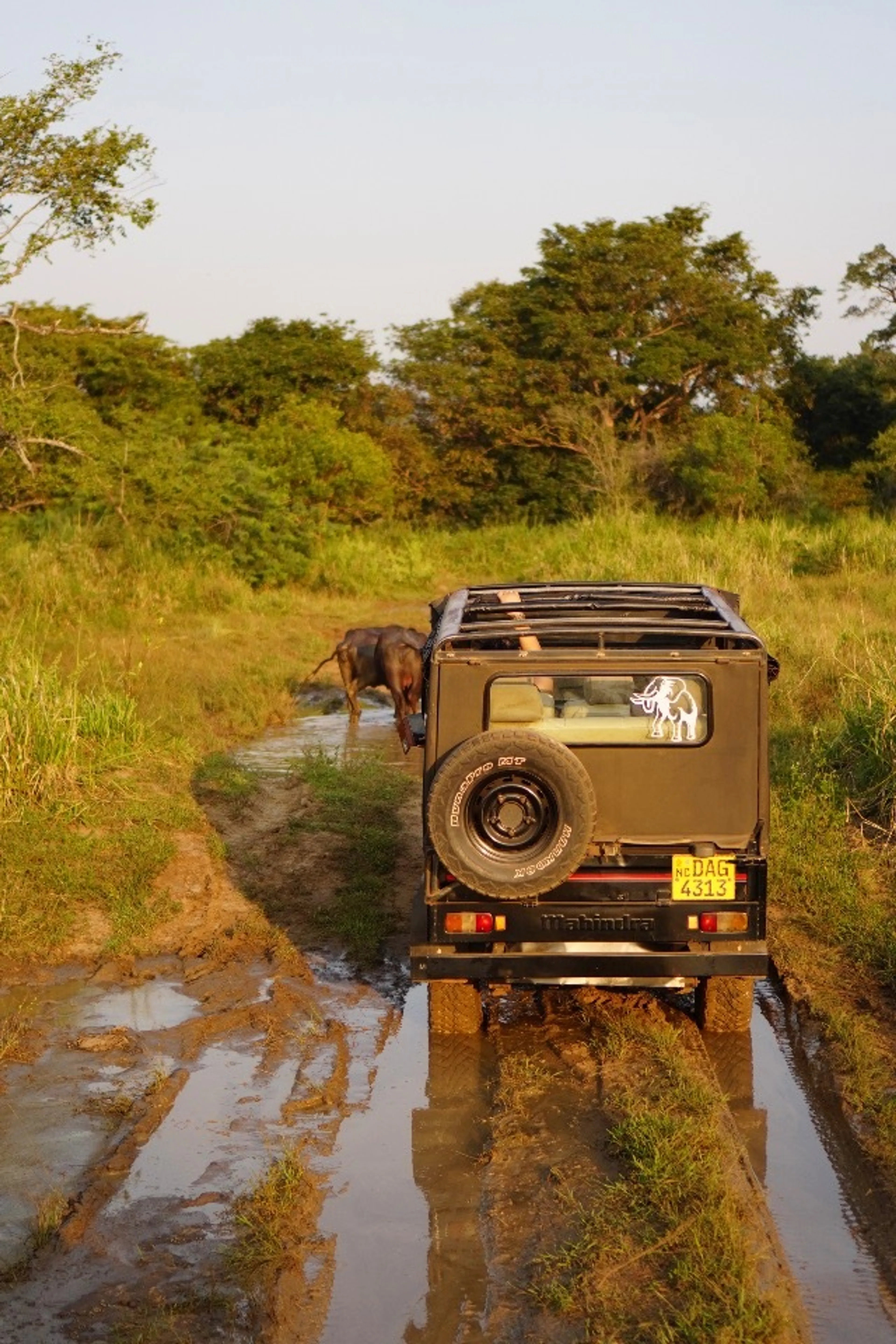 バッファロー？