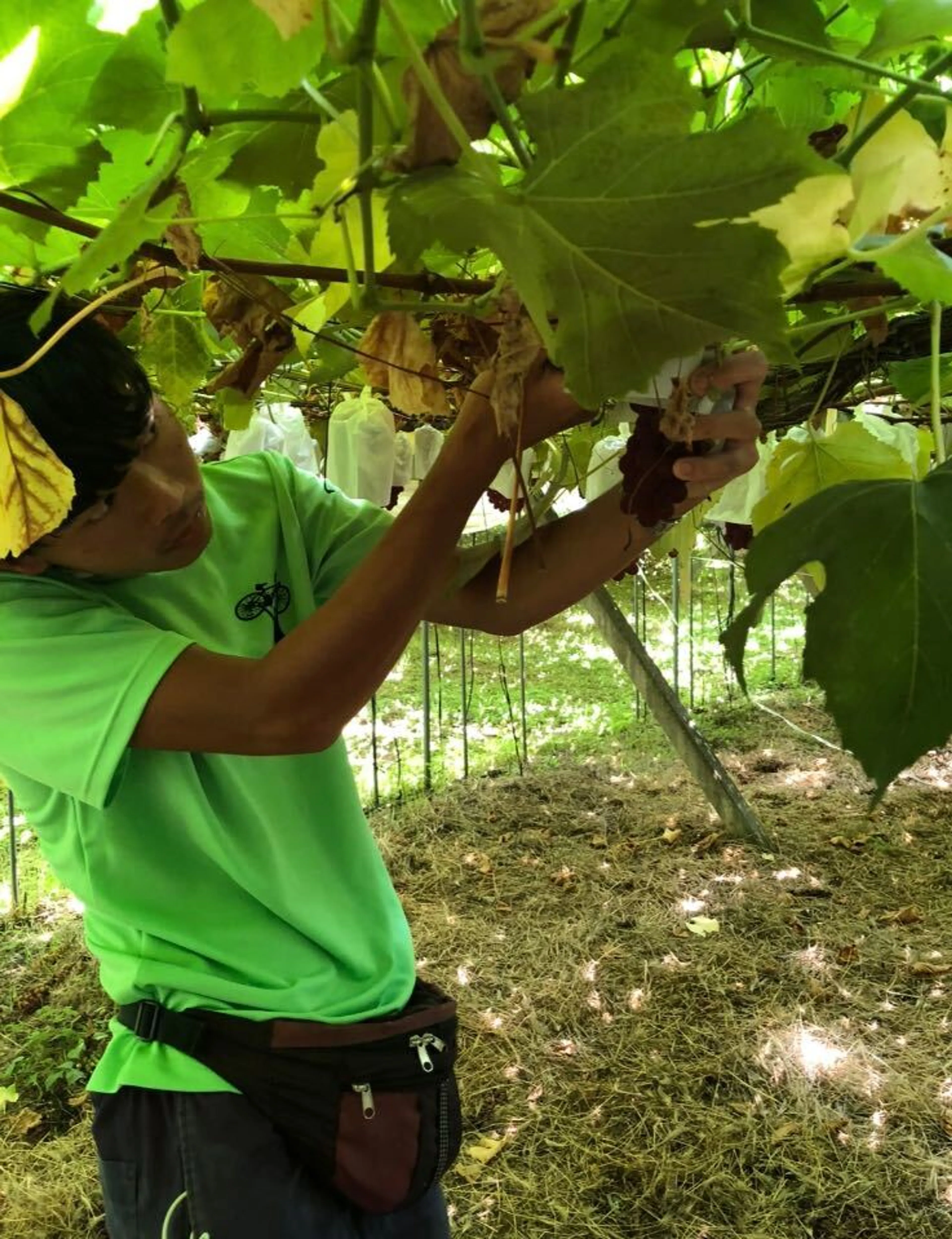 ぶどう狩り　in 原遊農園