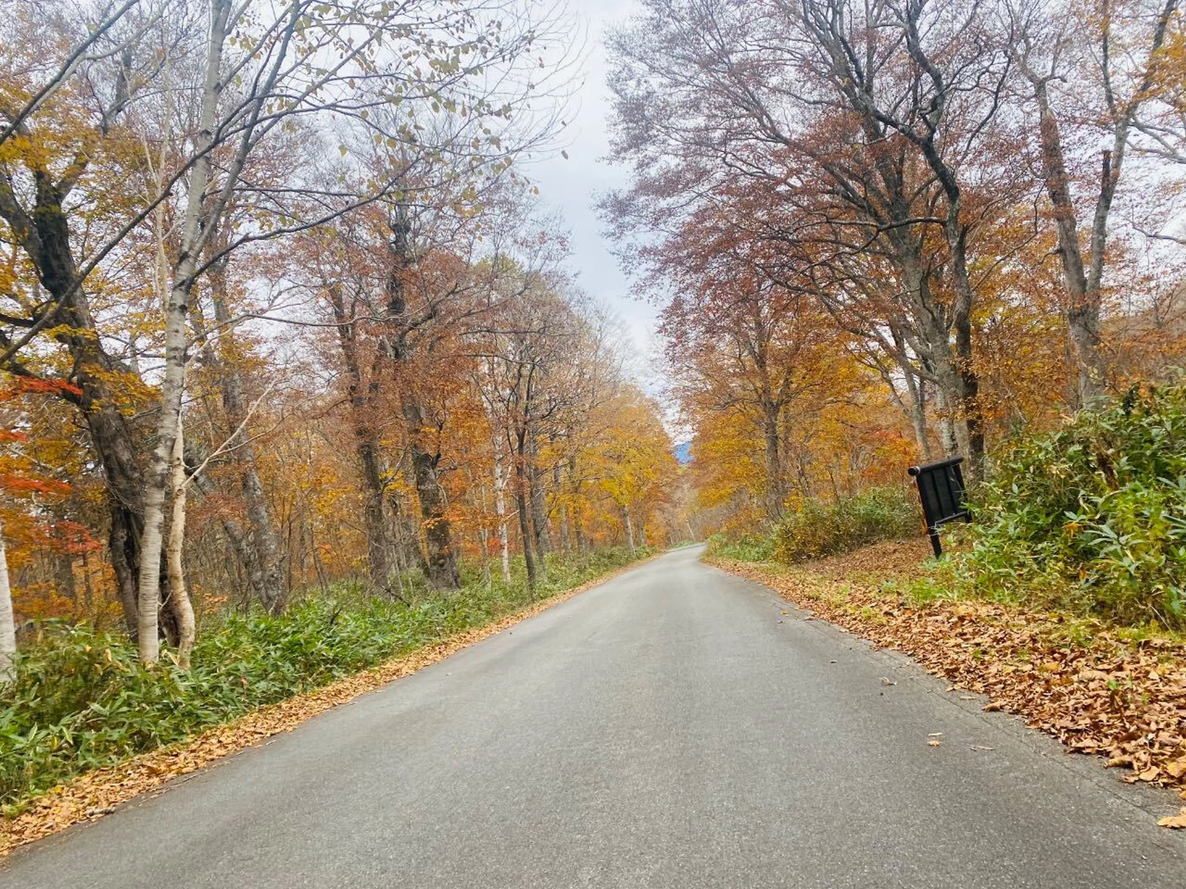 盛り上がってまいりました