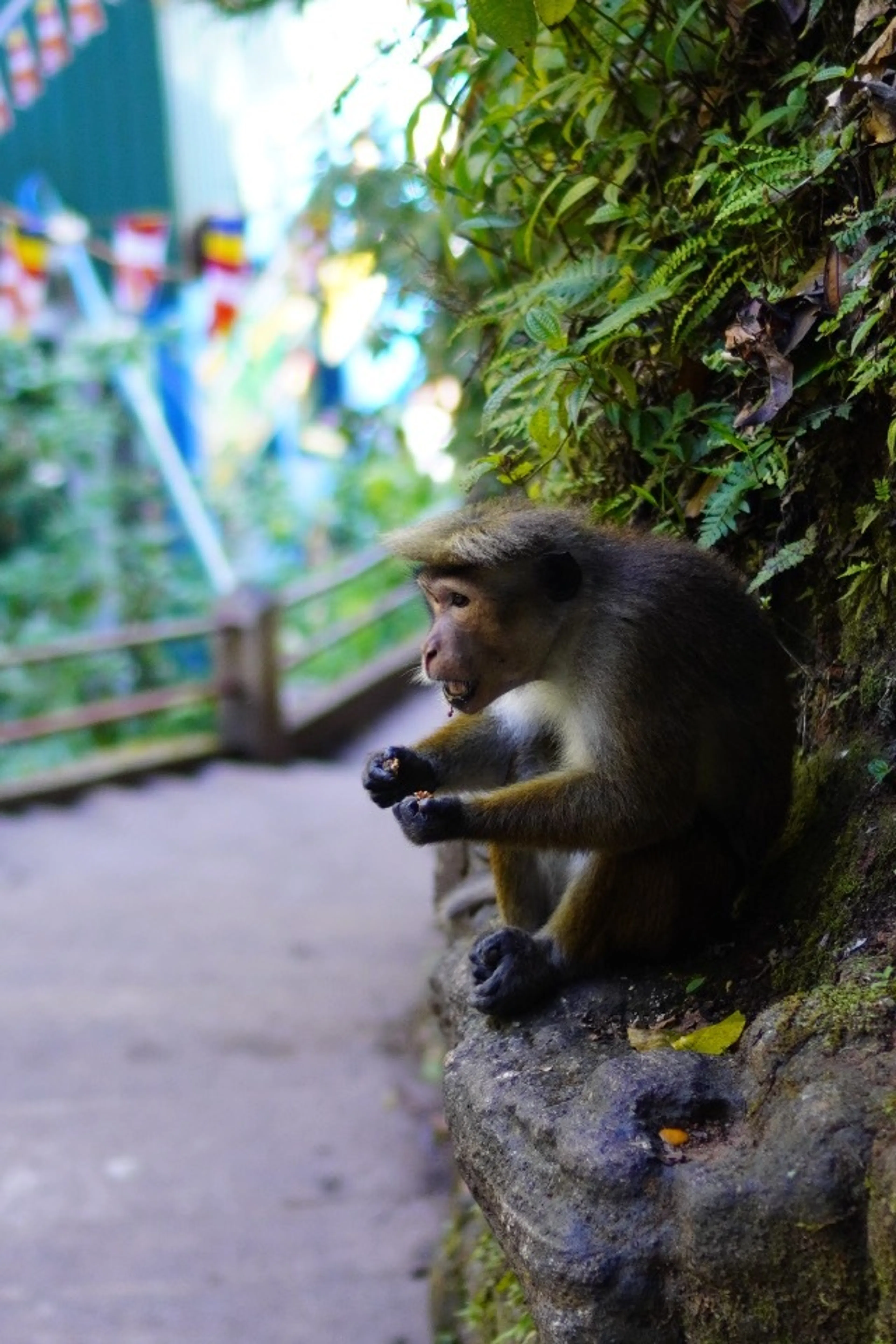 猿はどこにでもいる。でもみんな種類が少し違うから面白い。