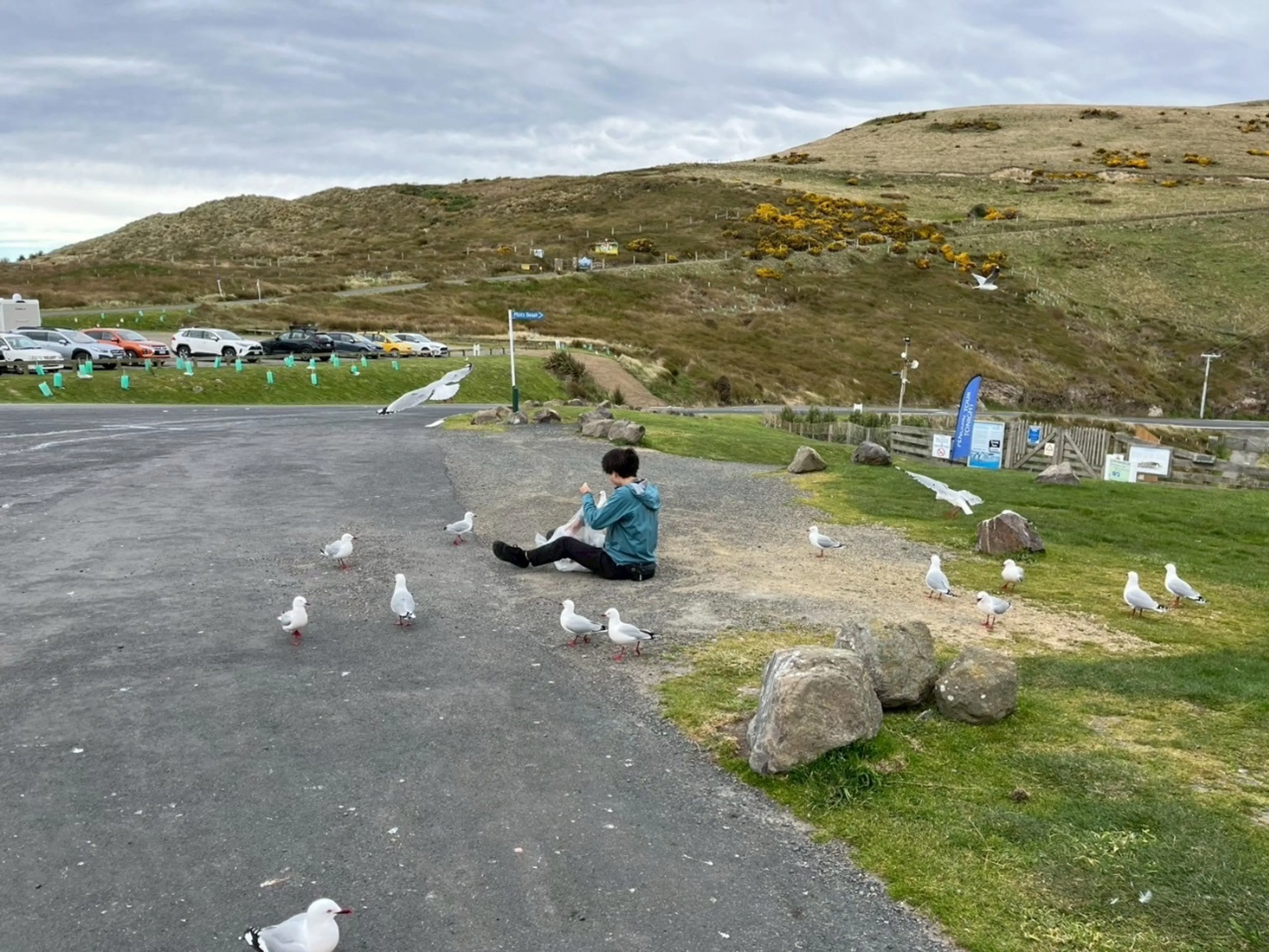 鳥が詰めてくる