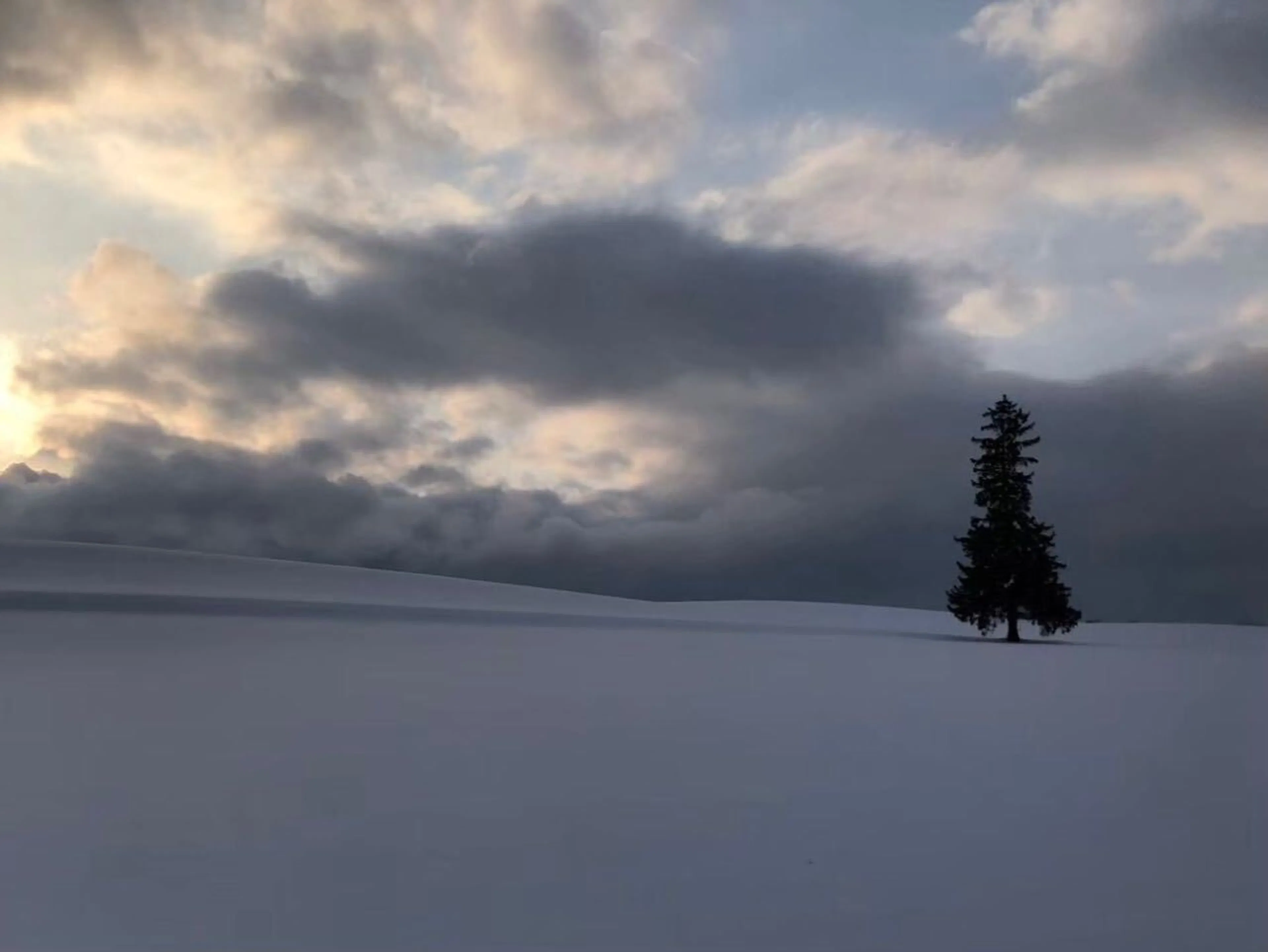 美瑛あたりの雪景色が綺麗