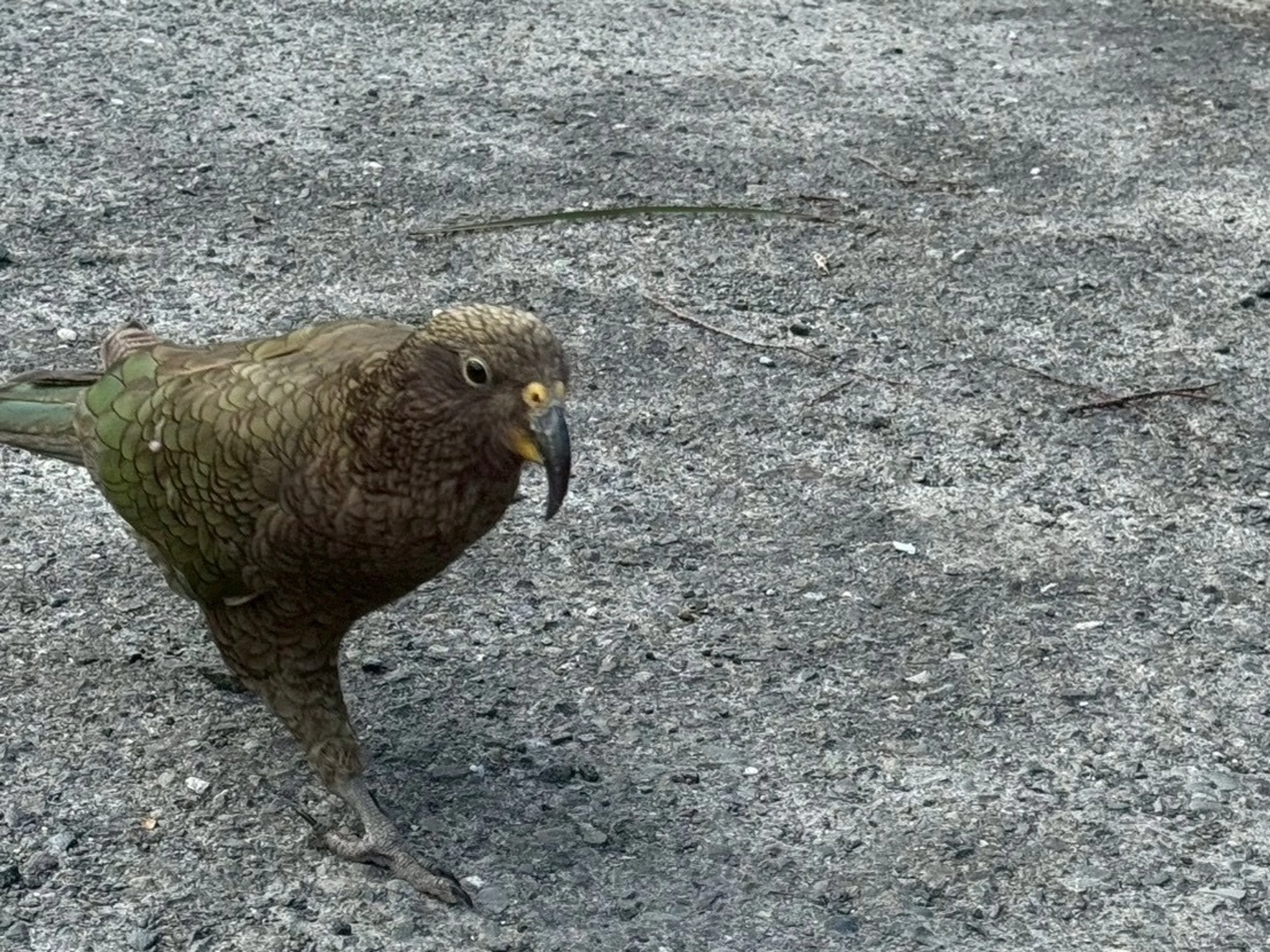 なんか動きがオッサンみたいな鳥