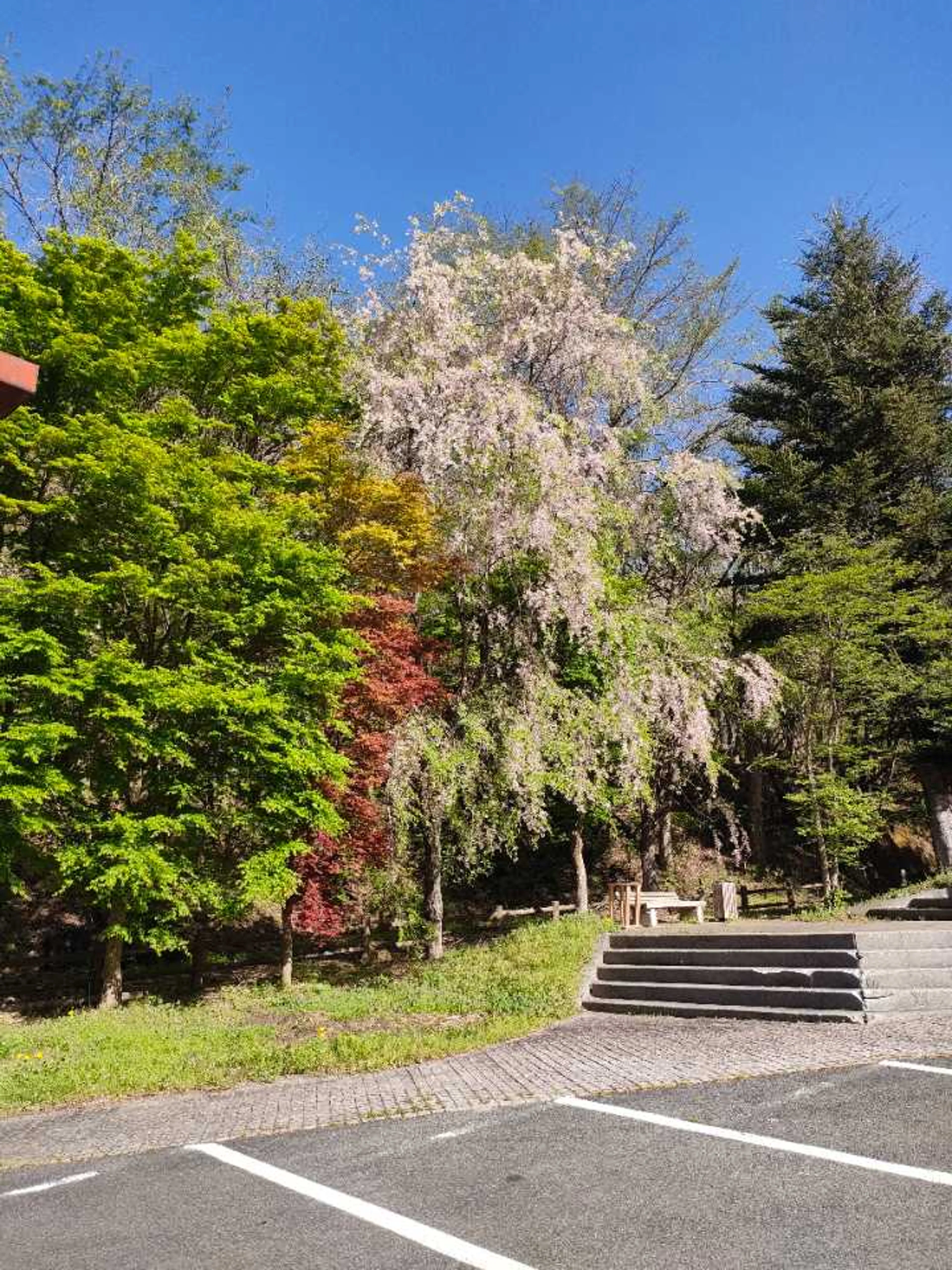 これぐらいの葉桜いいよね