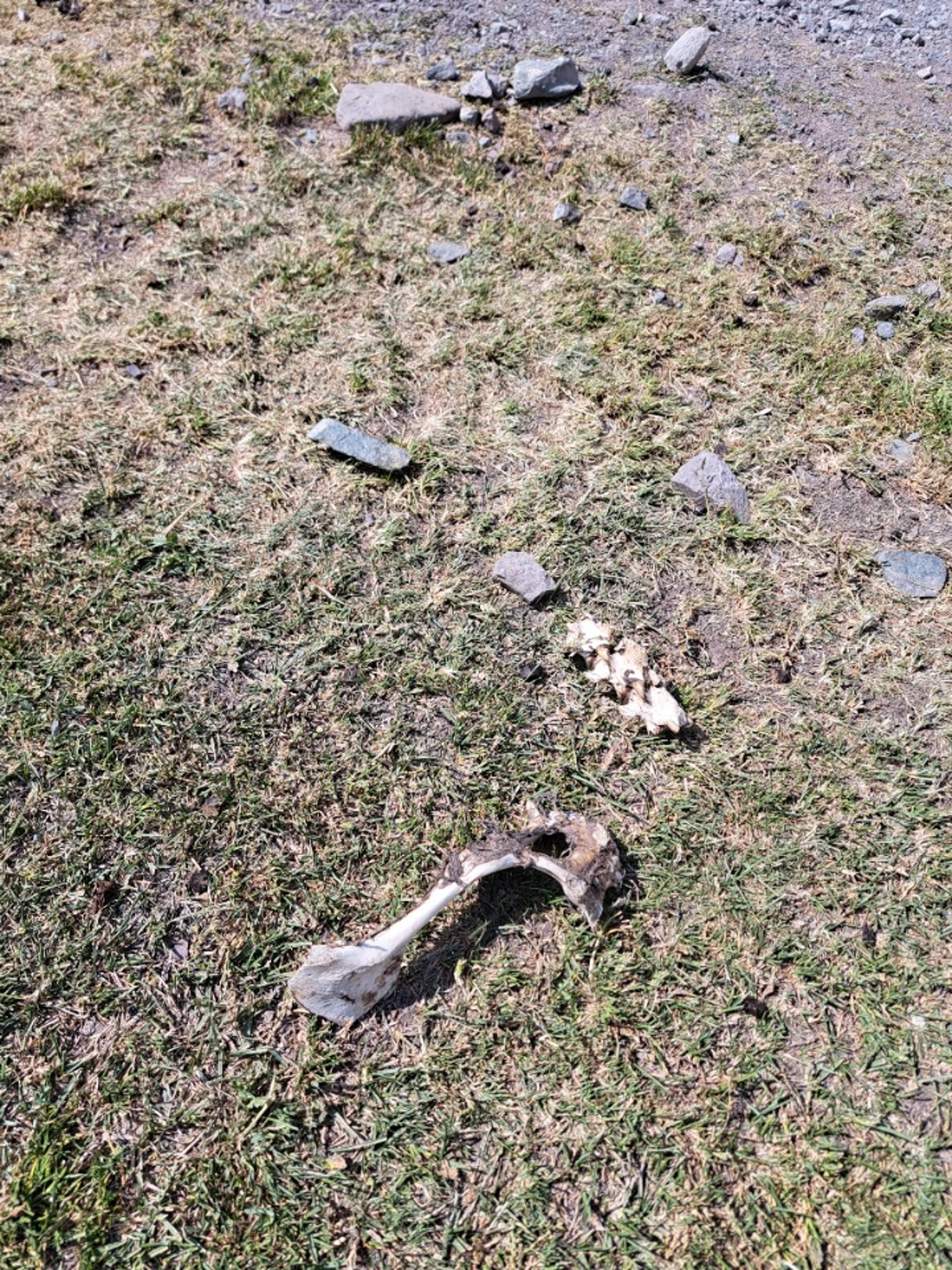 なんの骨かな？