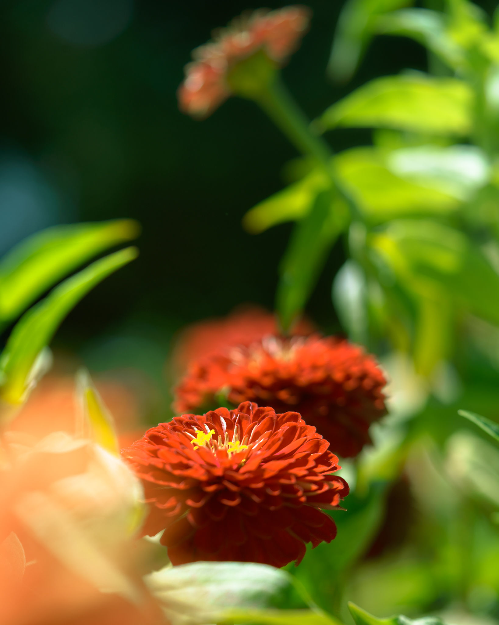 Floral Photography photograph 1