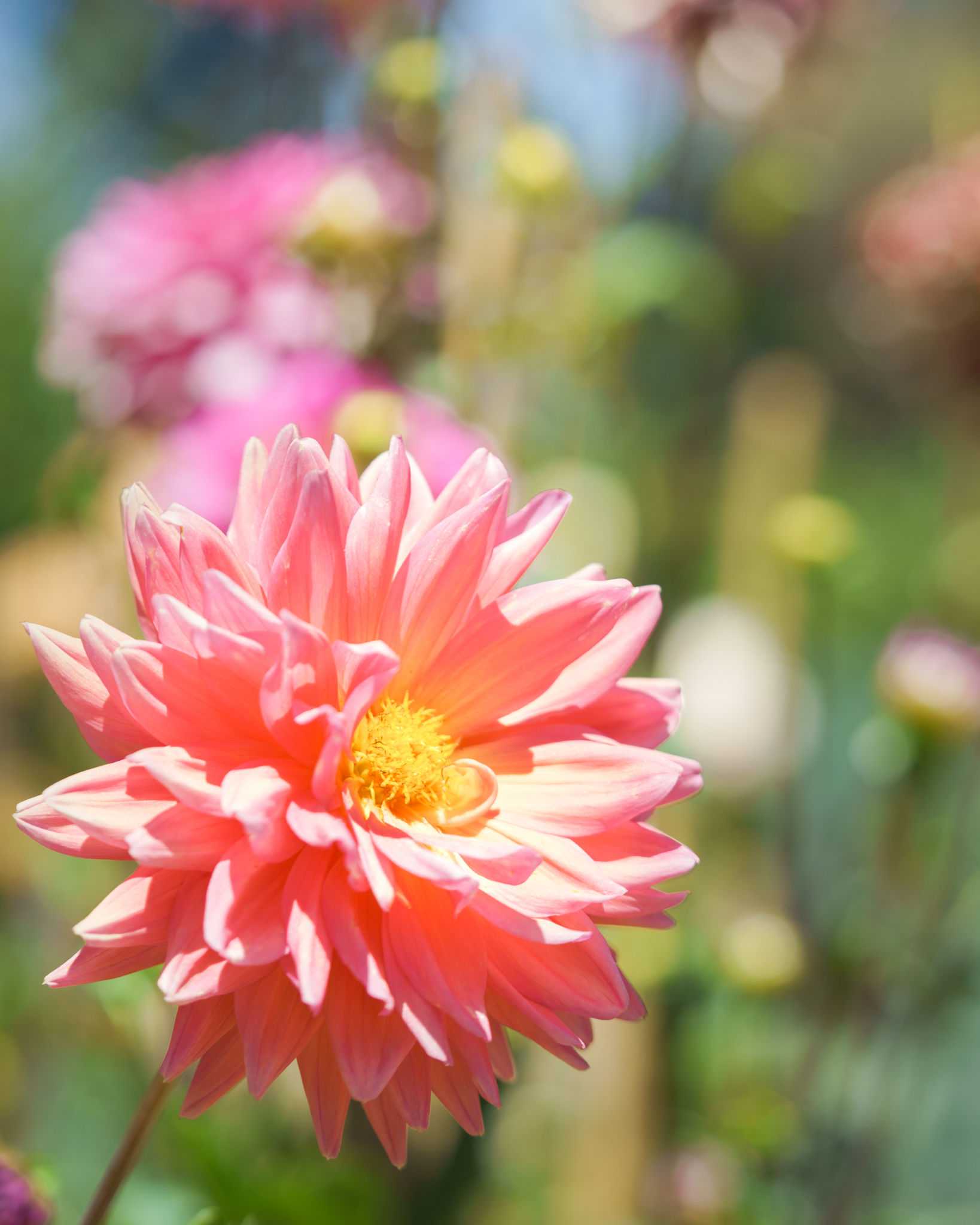 Floral Photography photograph 2