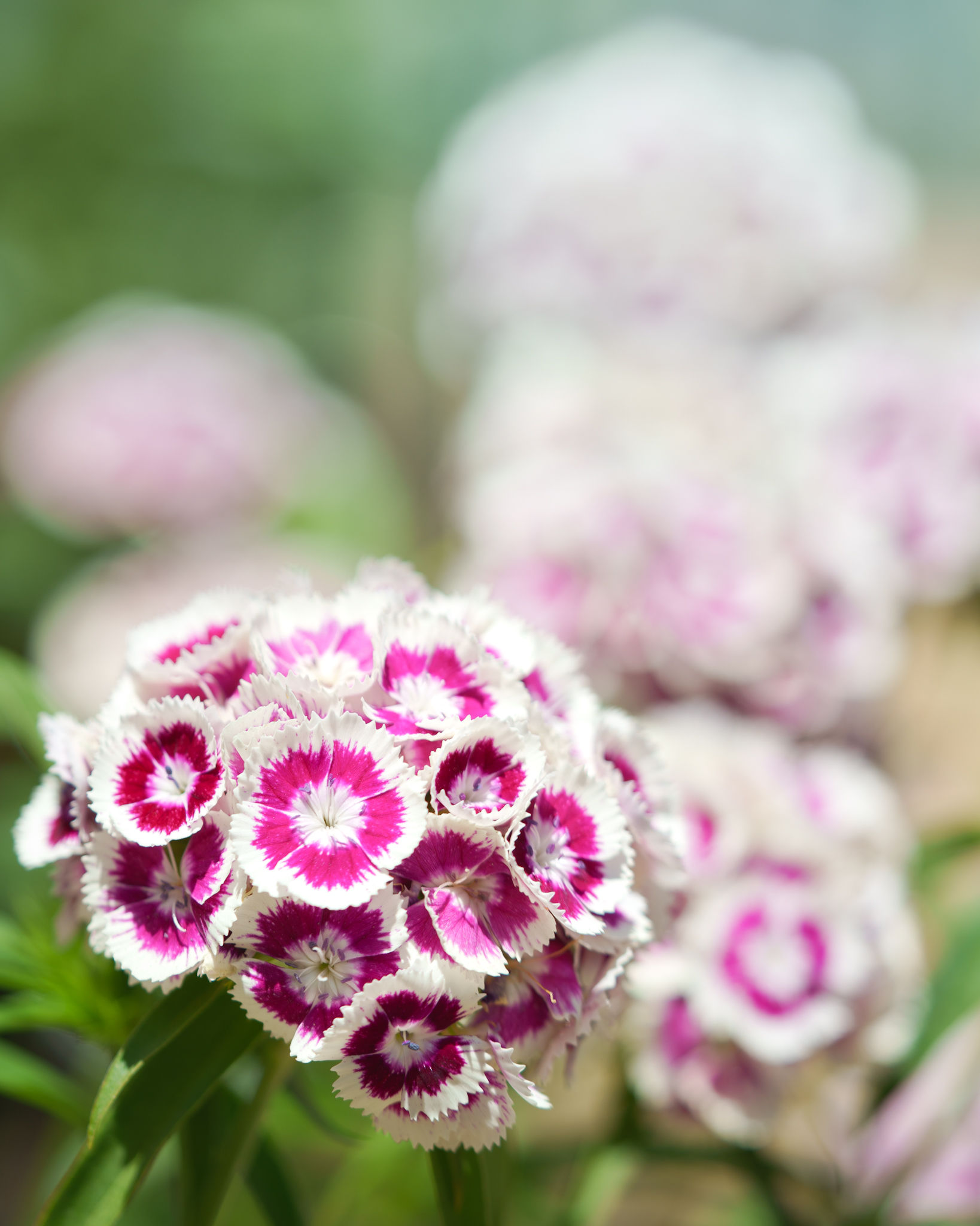 Floral Photography photograph 3