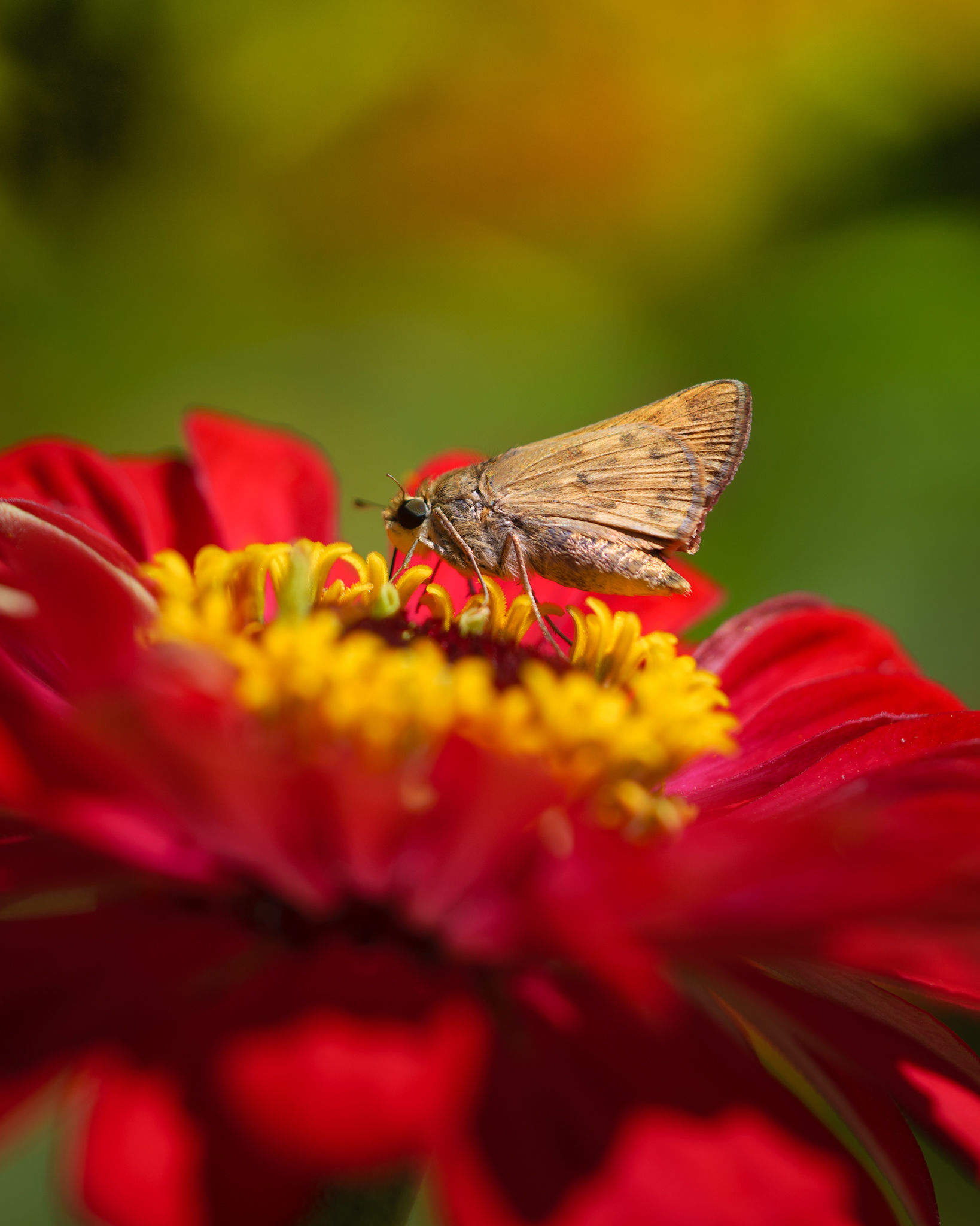 Floral Photography photograph 4