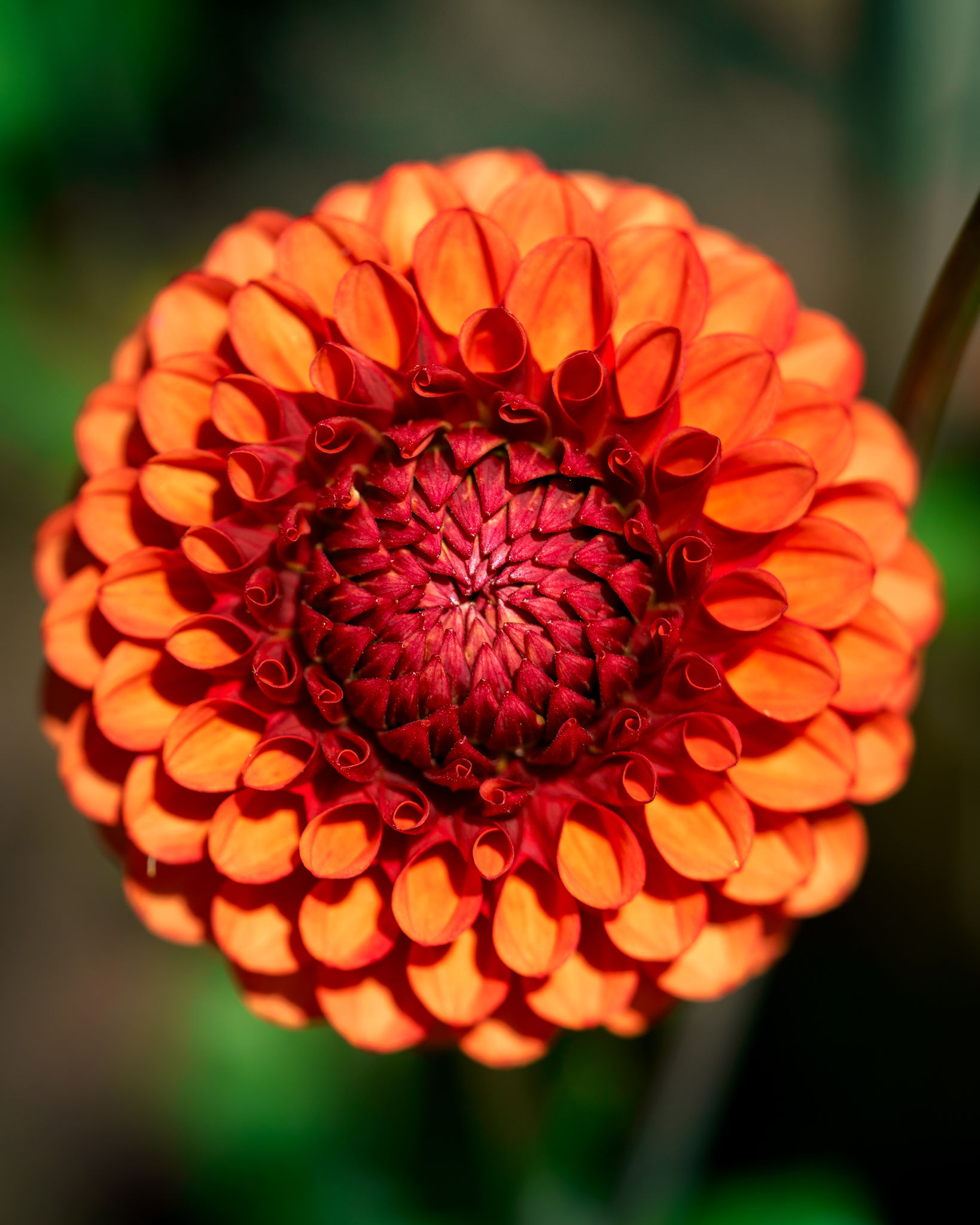 Floral Photography photograph 5