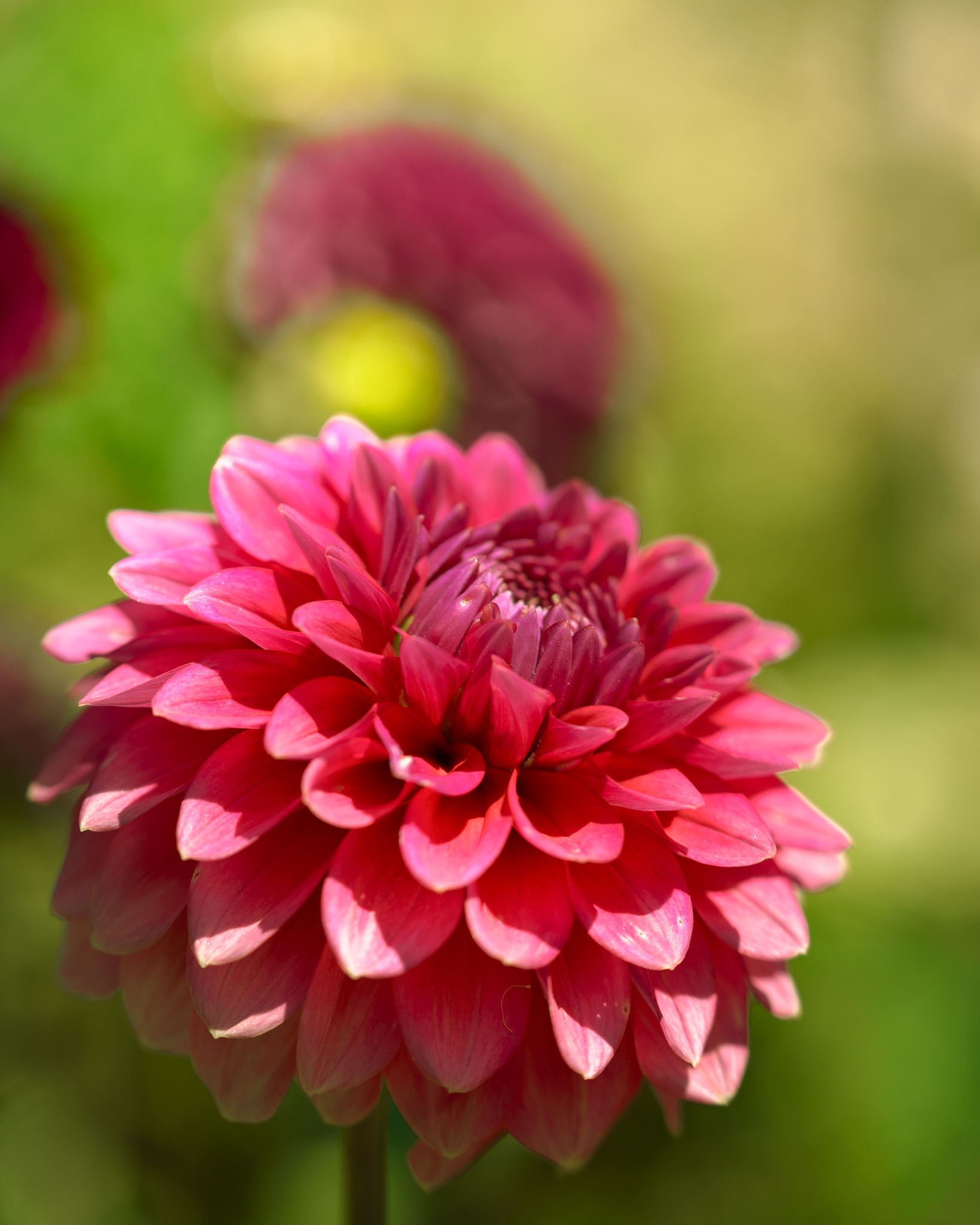 Floral Photography photograph 6