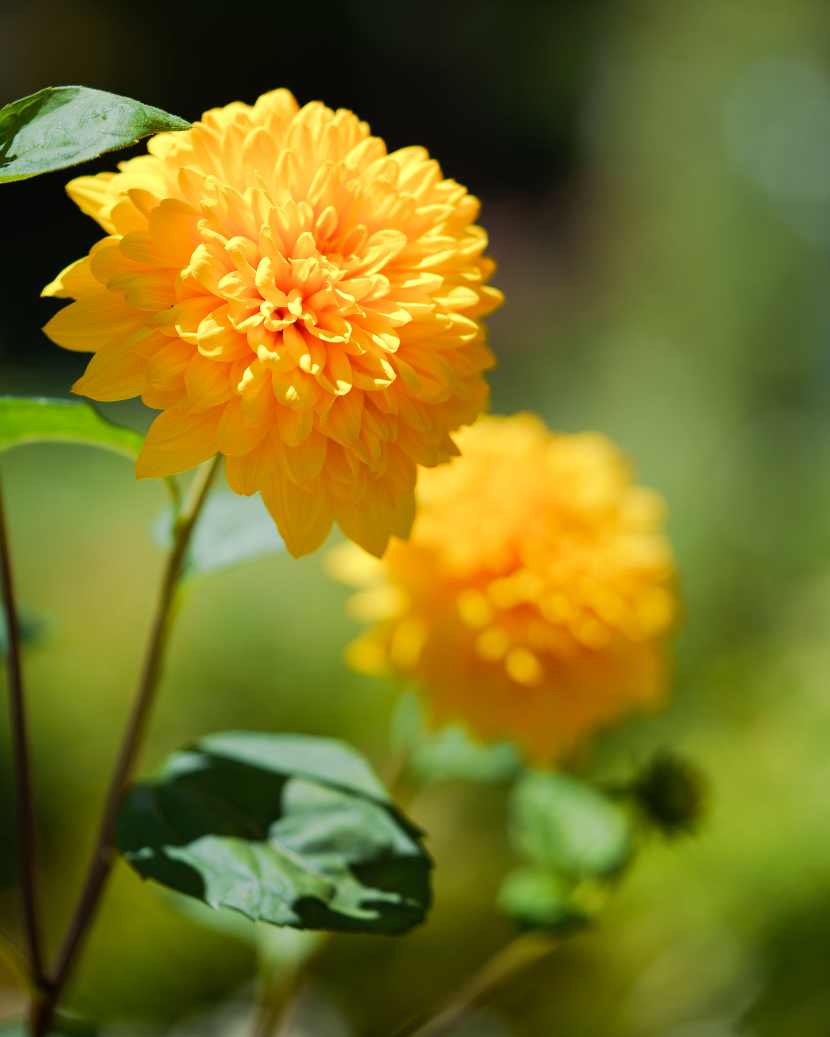 Floral Photography photograph 7