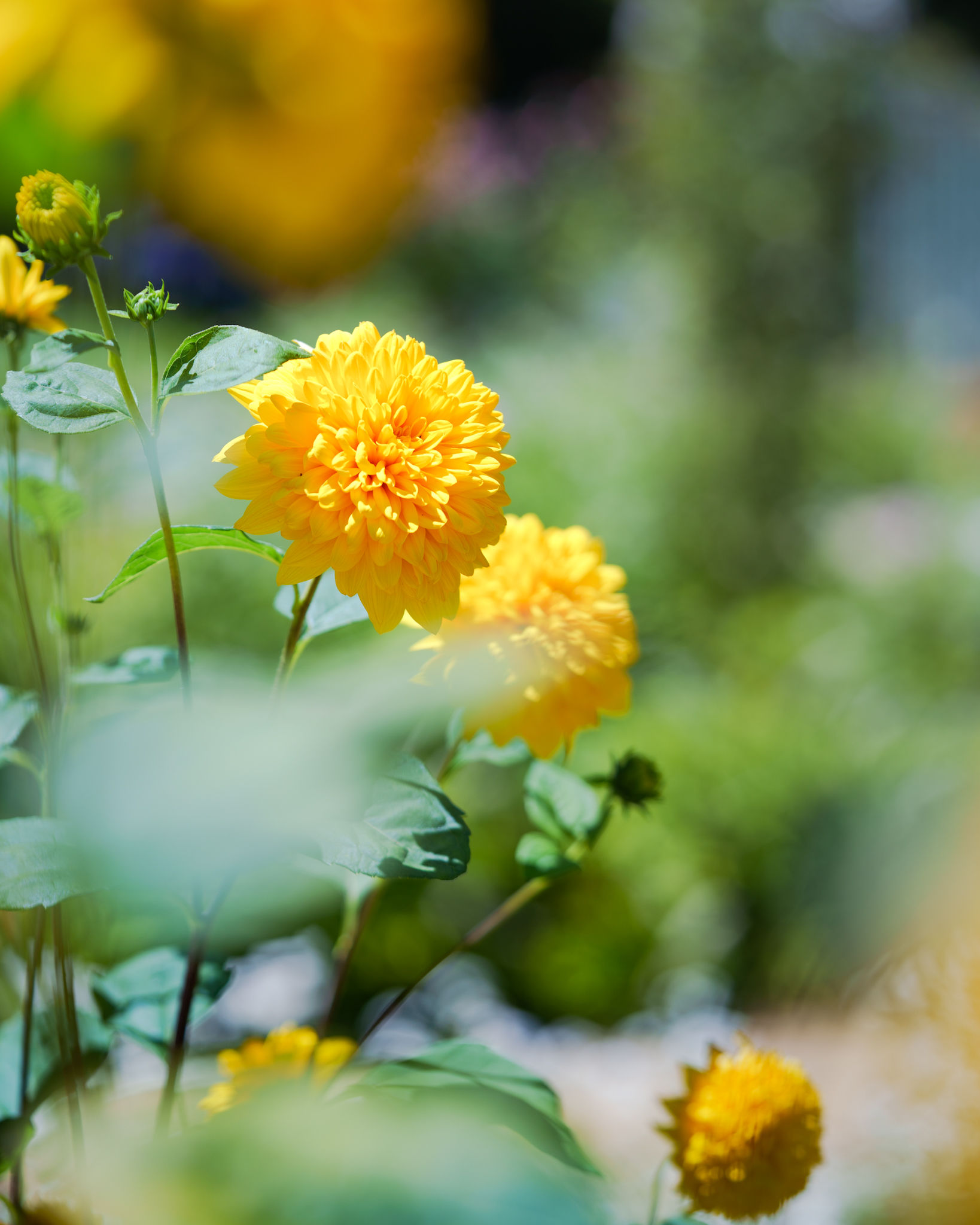 Floral Photography photograph 8