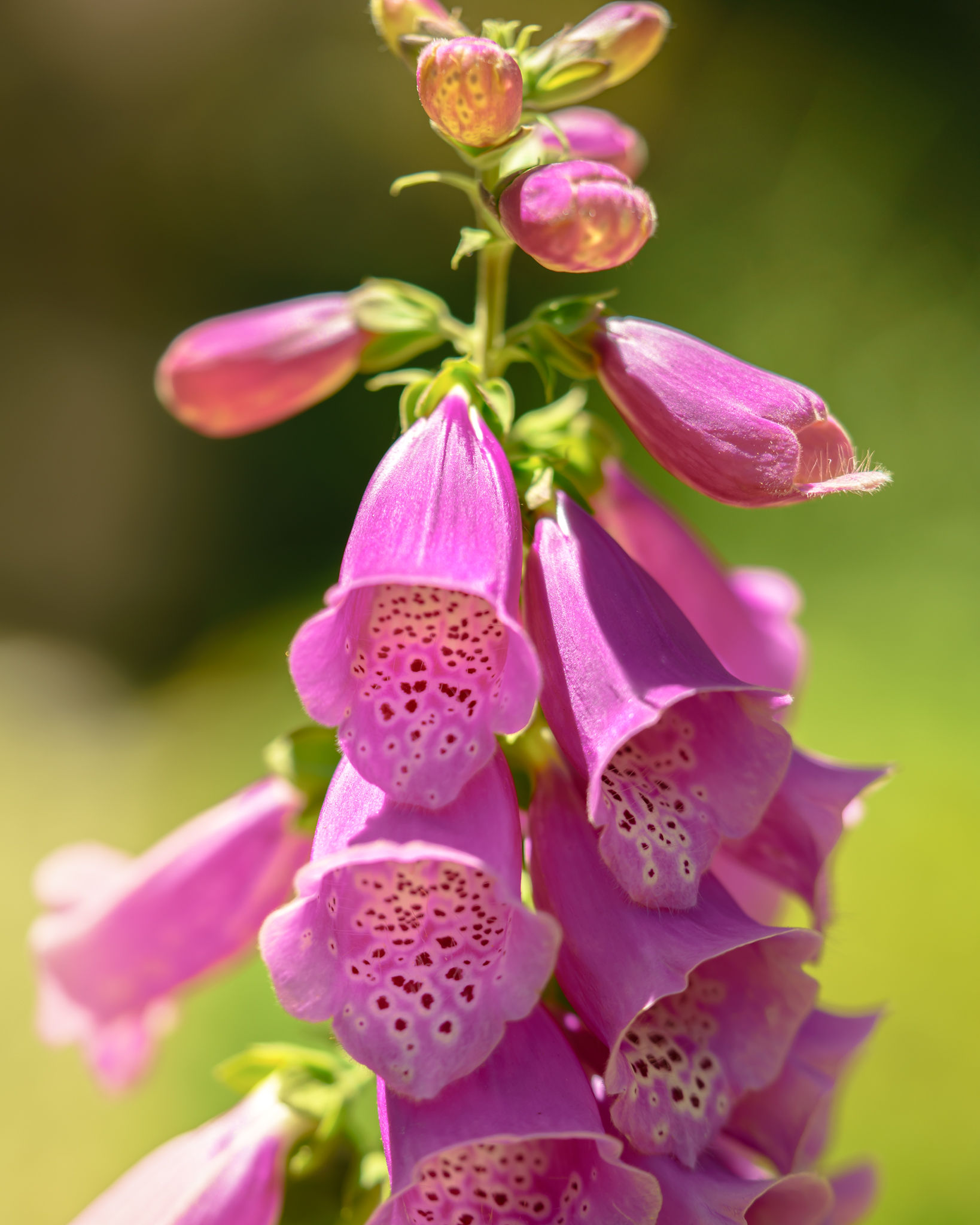 Floral Photography photograph 9