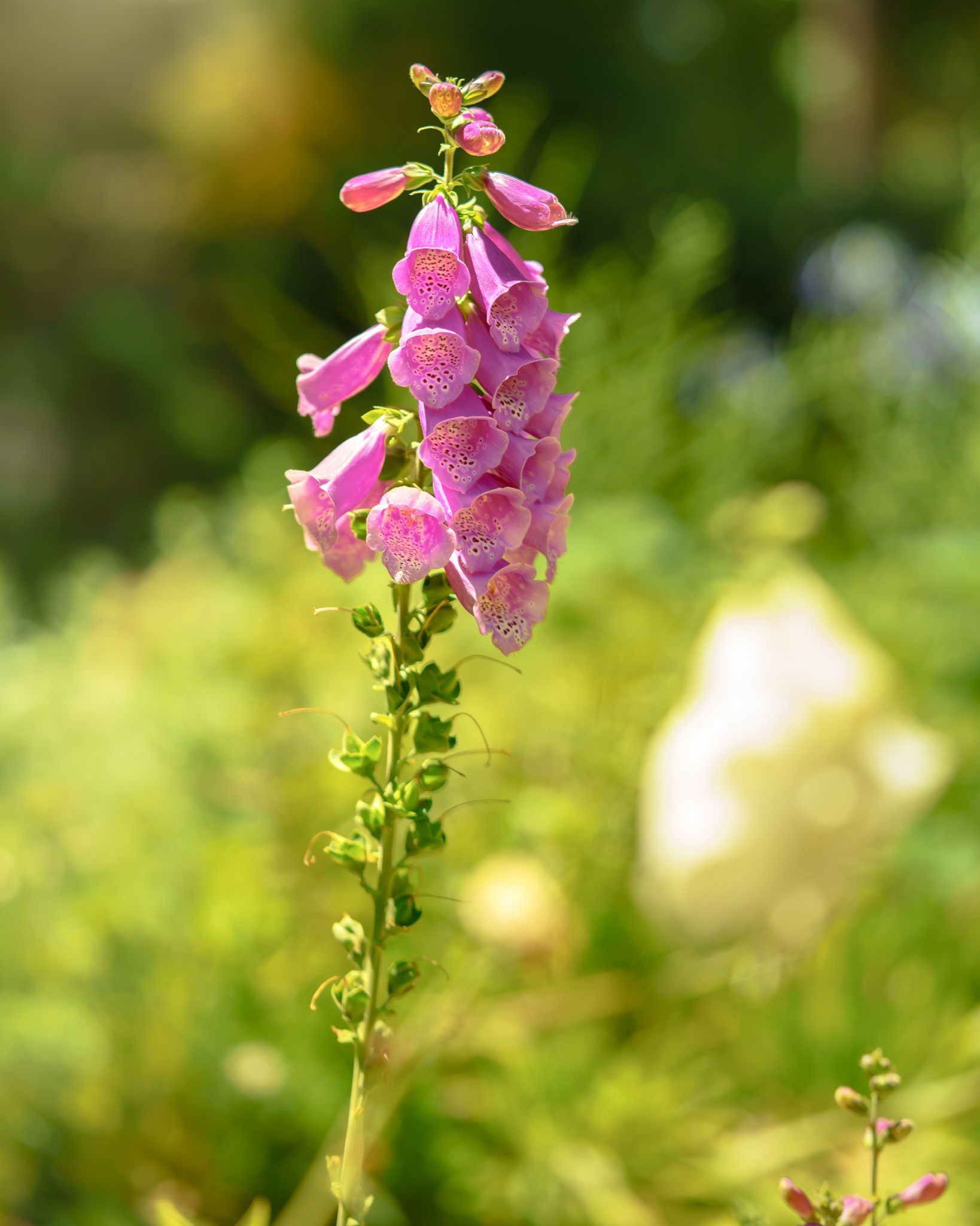Floral Photography photograph 10