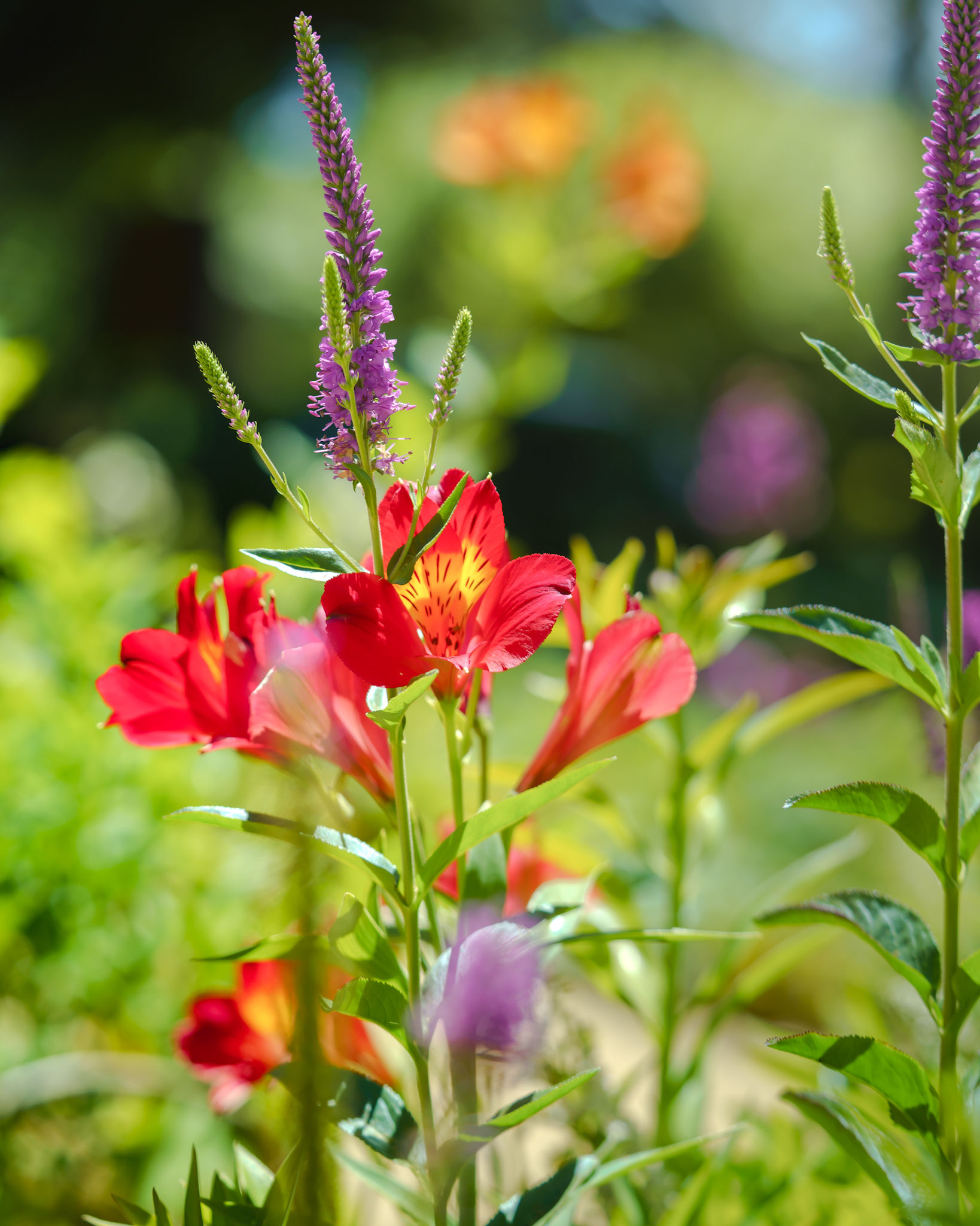 Floral Photography photograph 11