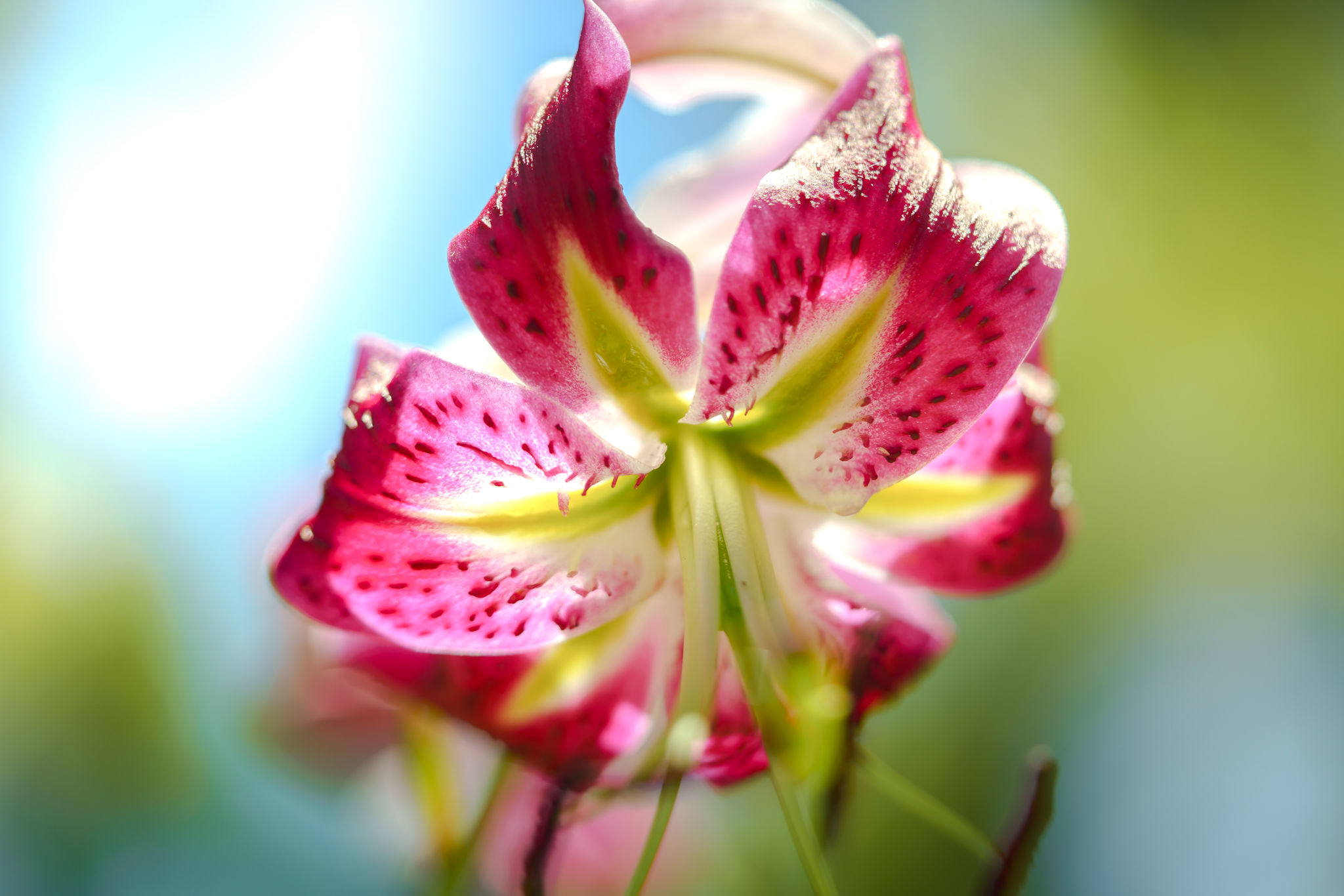 Floral Photography