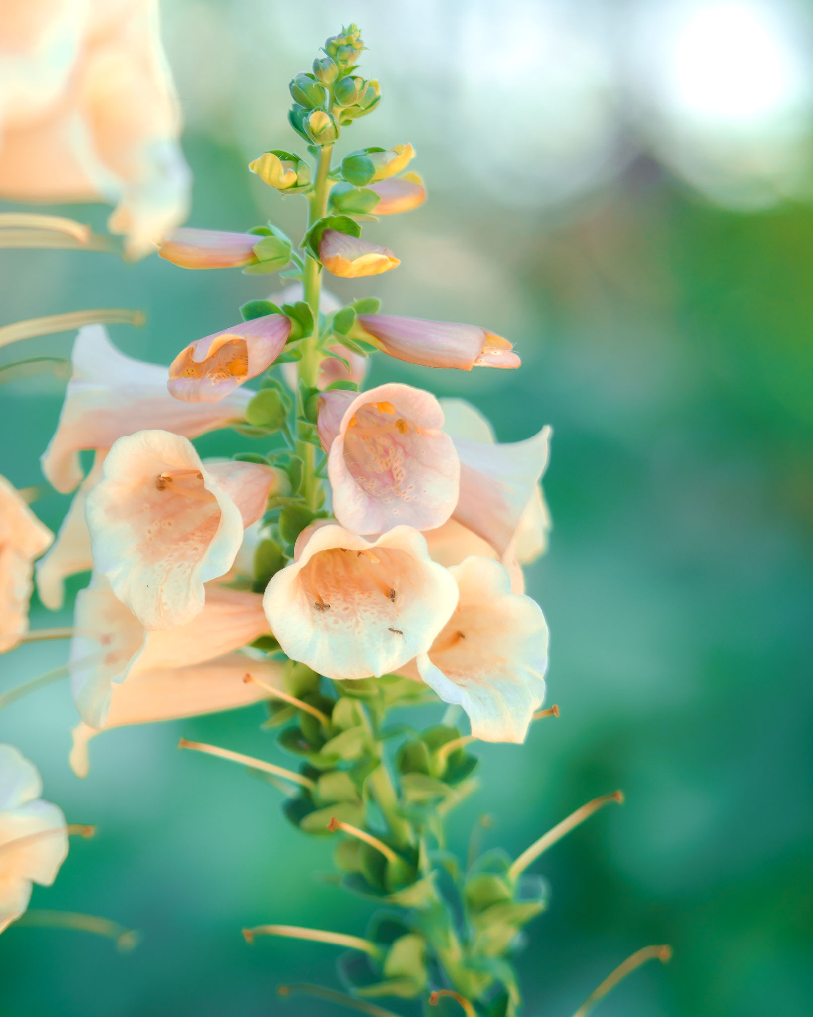 Floral Photography photograph 12