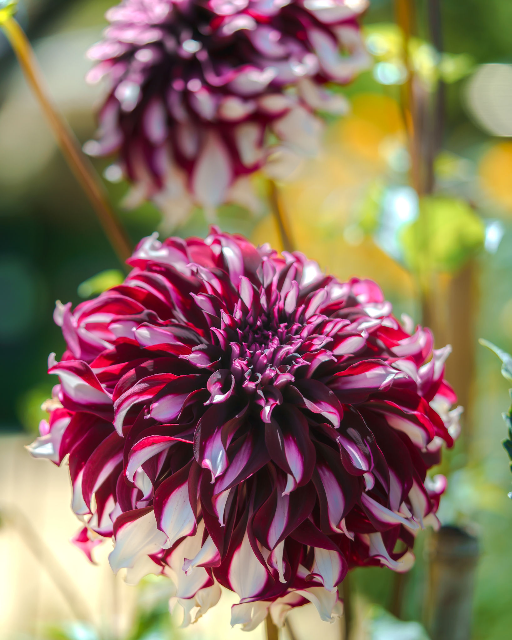 Floral Photography photograph 13