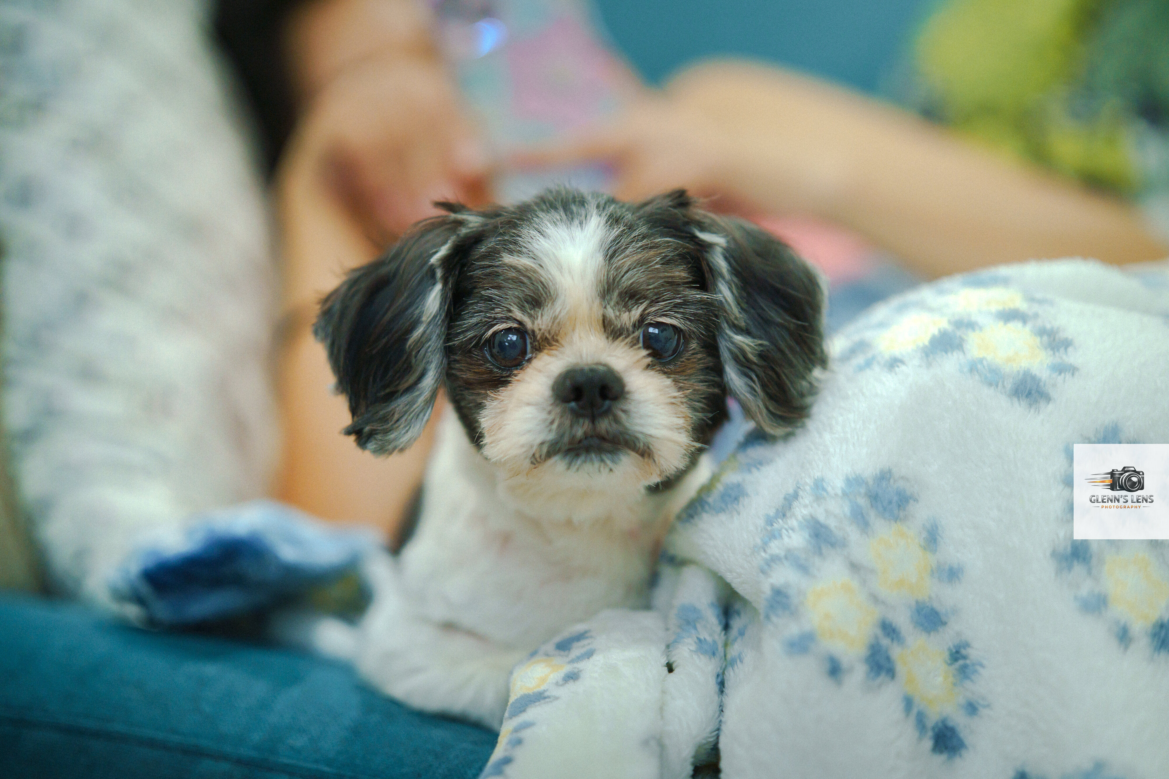 Playful outdoor pet portrait