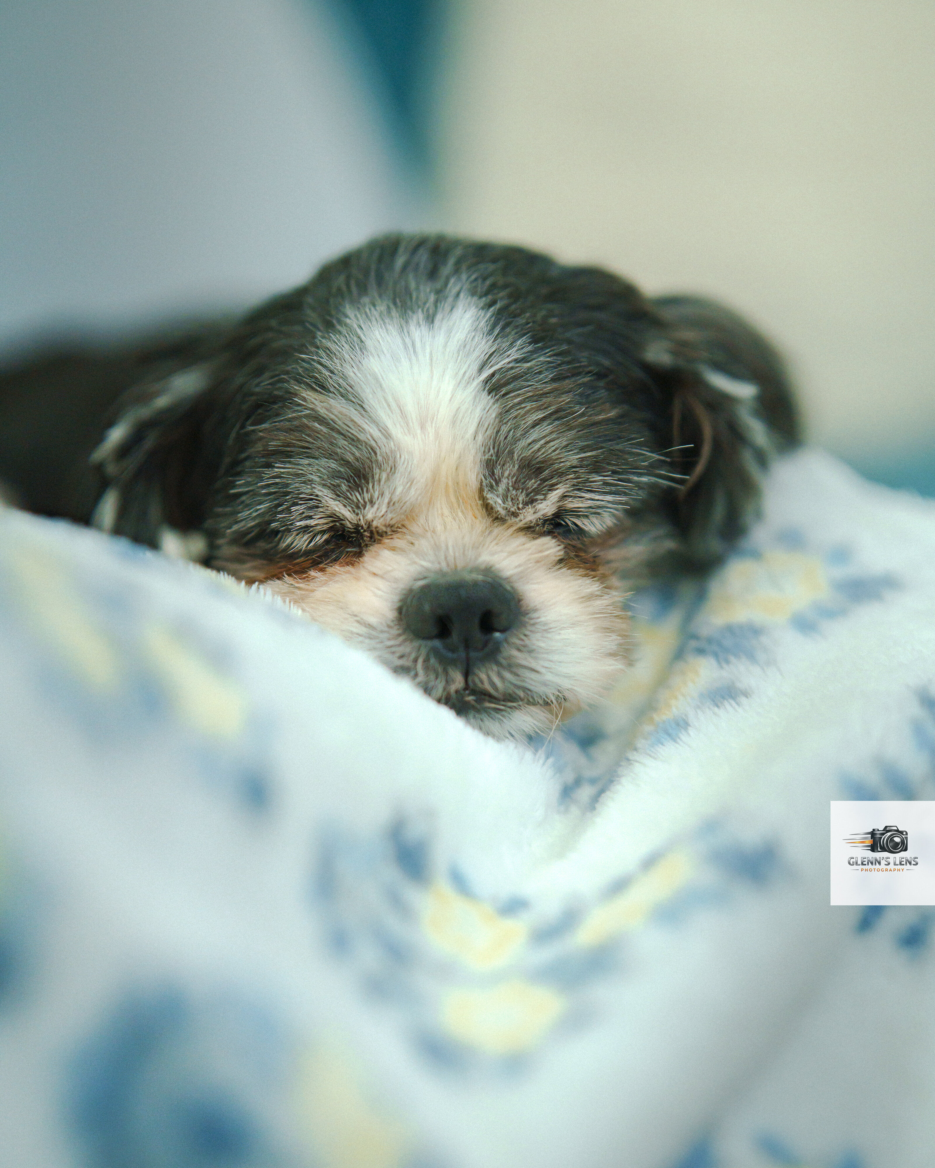 Pet Photography photograph 2