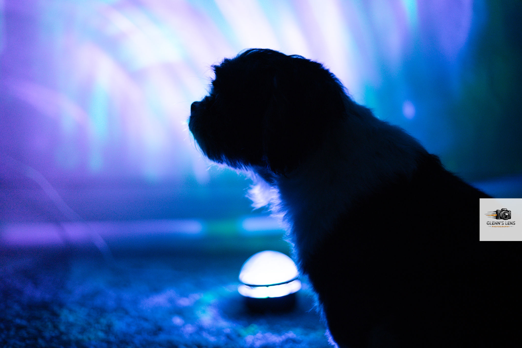 Pet Photography photograph 3
