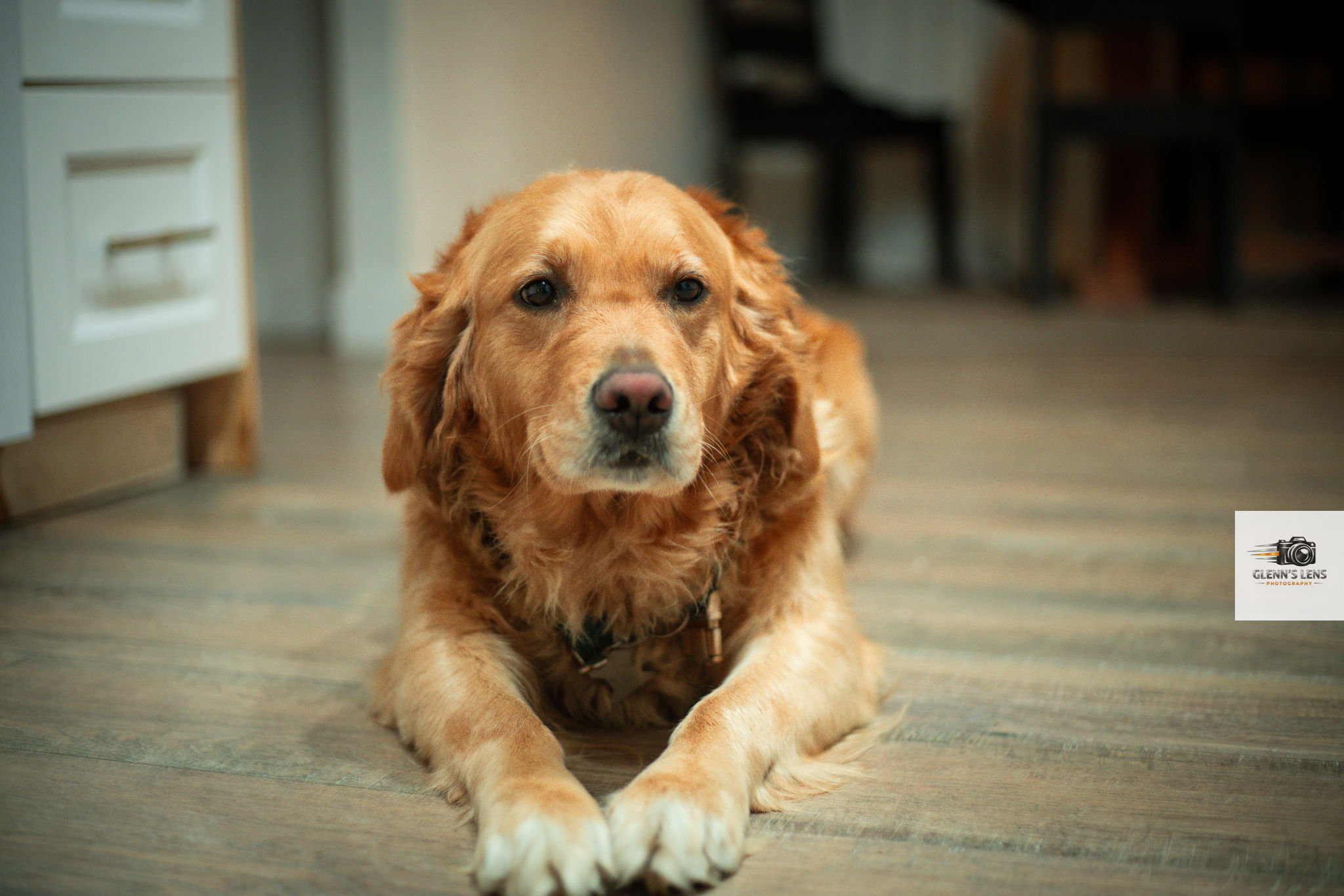 Pet Photography photograph 5