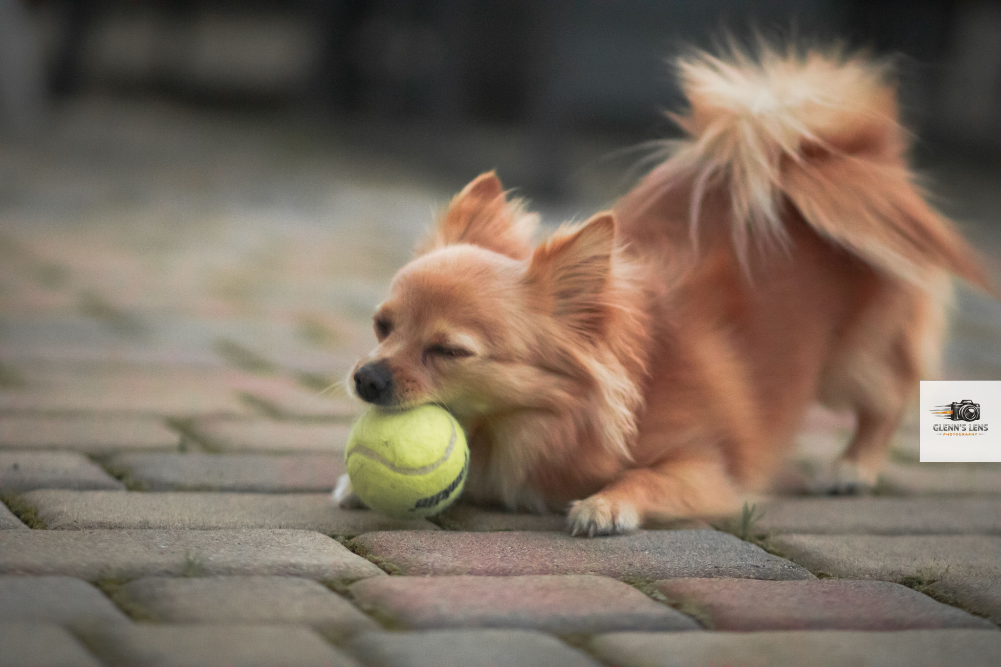 Pet Photography photograph 6
