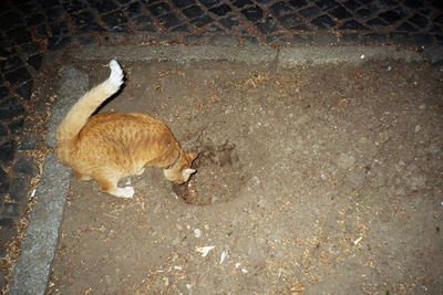 SCHMOTT PingPong 237