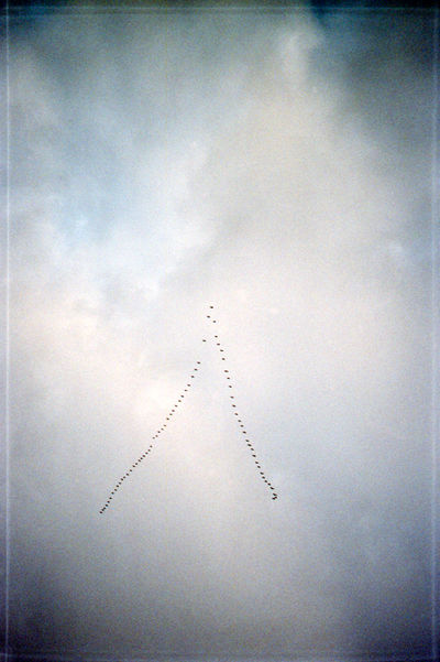 SCHMOTT PingPong 247