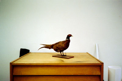 SCHMOTT PingPong 251