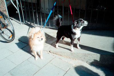 SCHMOTT PingPong 263