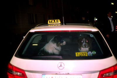 SCHMOTT PingPong 264