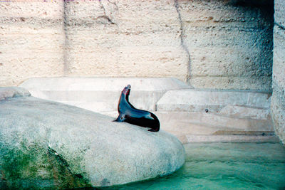 SCHMOTT PingPong 265