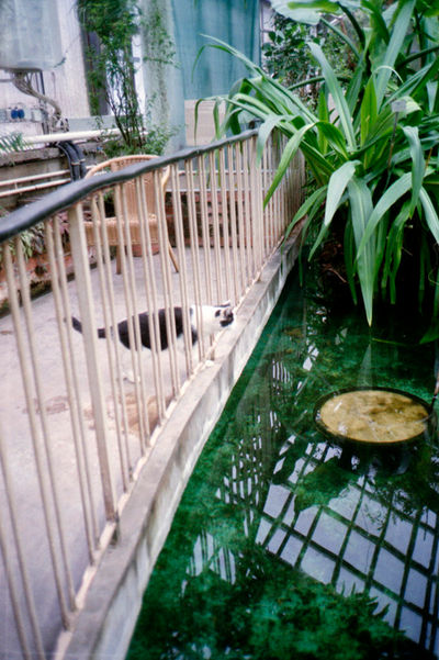 SCHMOTT PingPong 274