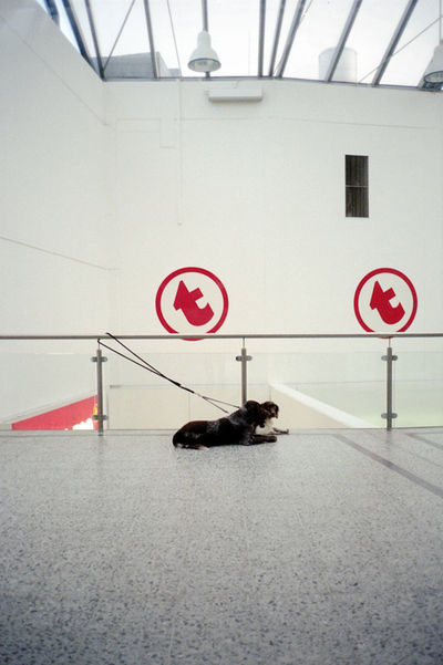 SCHMOTT PingPong 305