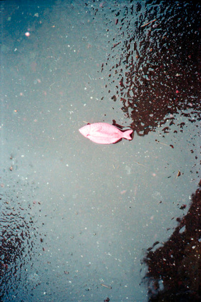 SCHMOTT PingPong 343