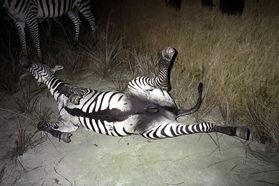 SCHMOTT PingPong 375