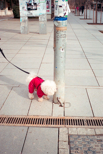 SCHMOTT PingPong 414