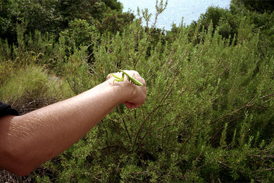 SCHMOTT PingPong 439