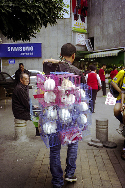 SCHMOTT PingPong 449