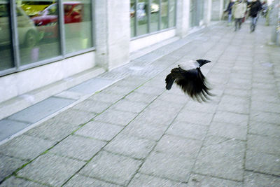 SCHMOTT PingPong 461