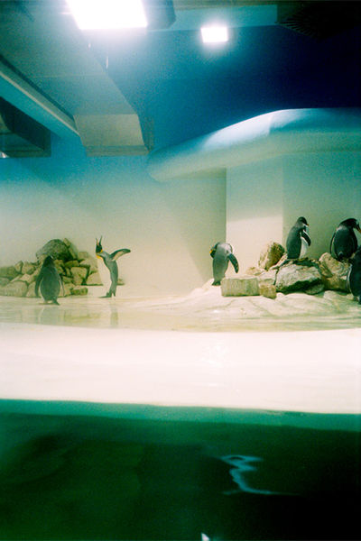 SCHMOTT PingPong 462