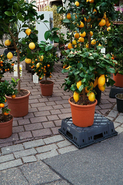 SCHMOTT PingPong 492