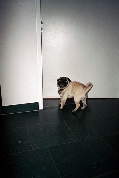 SCHMOTT PingPong 498