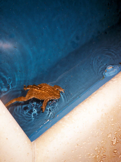 SCHMOTT PingPong 499